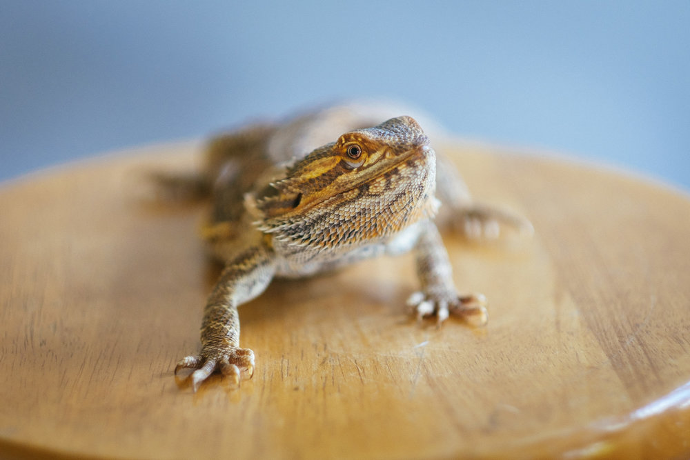Studio portrait of my first pet, my bearded dragon Richard Parker