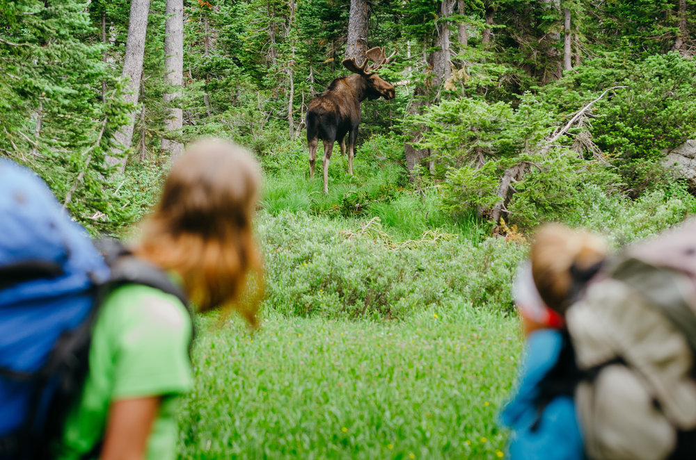 Happened upon a moose on the trail in Grand Teton Natl Park