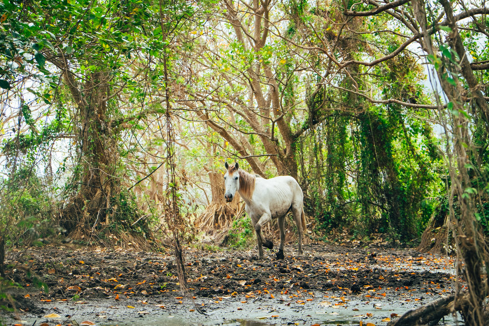 White horse on the shore of a kayak tour on my honeymoon