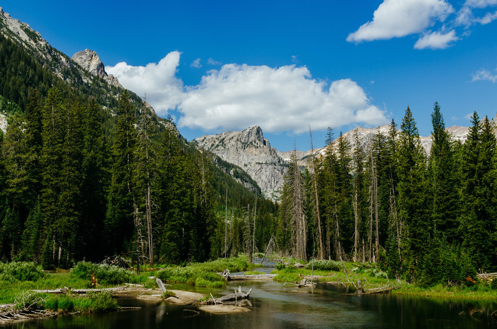 Stream running through Grand Teton National Park